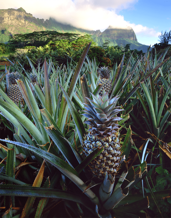 piantagione di ananas