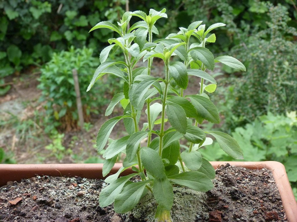 coltivazione della stevia
