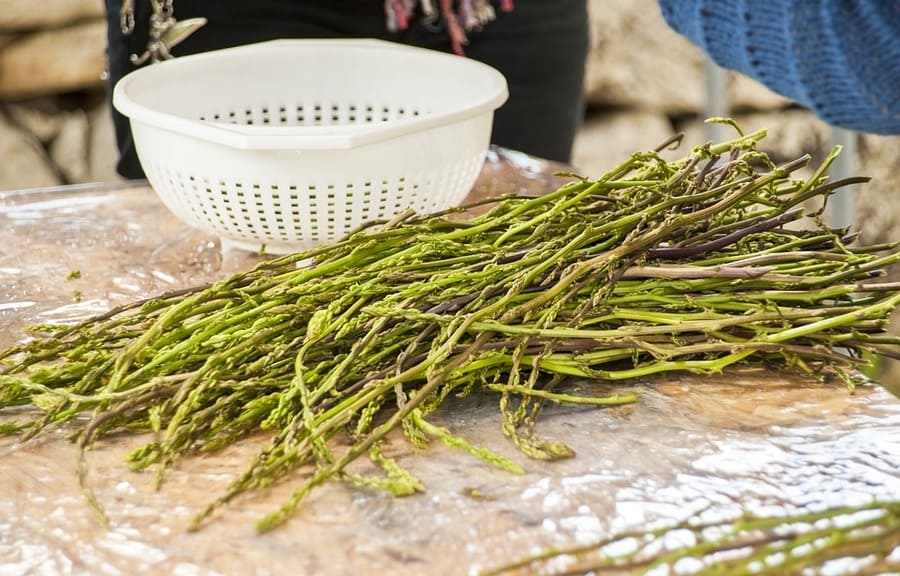 asparago spinoso