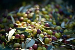spremitura olive