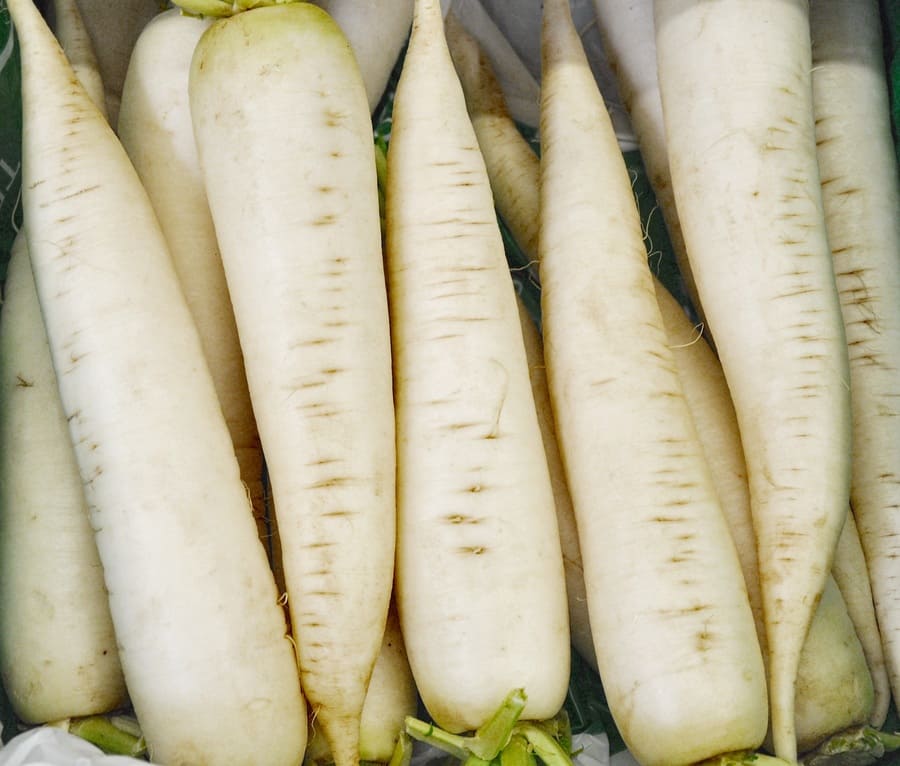 coltivare daikon