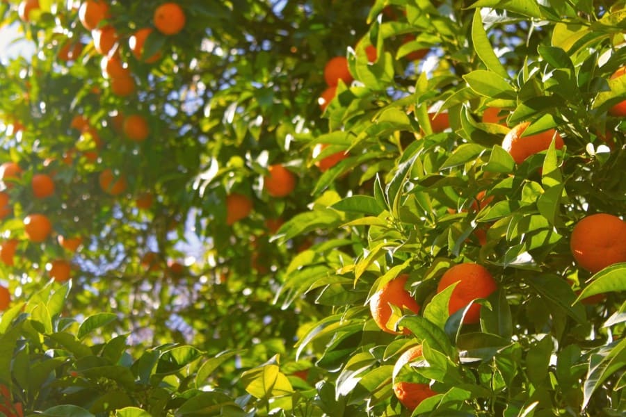 coltivazione arance