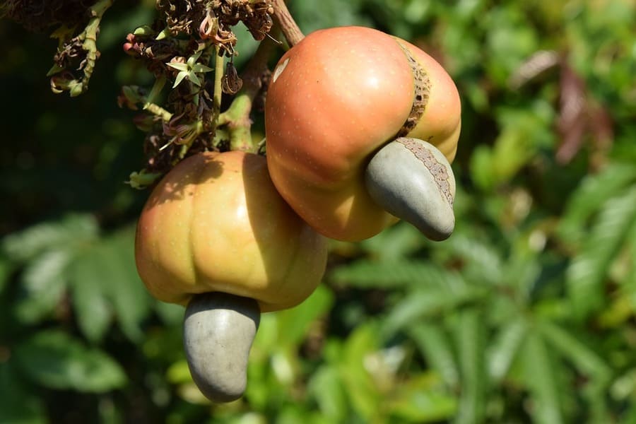 frutti anacardi