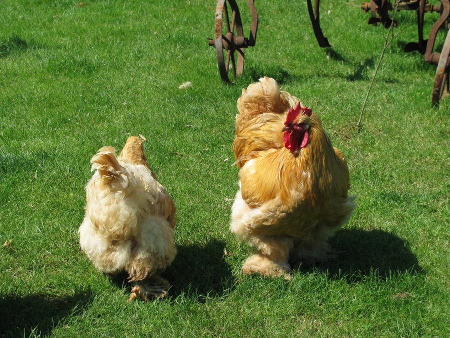 come si alleva la gallina cocincina