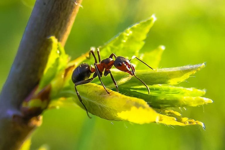 Come Eliminare Un Formicaio Dal Prato