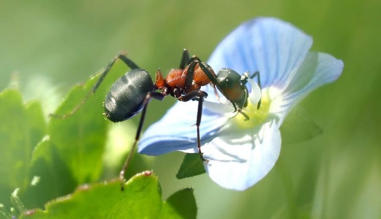uccidere formiche giardino