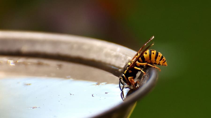 cosa mangiano vespe