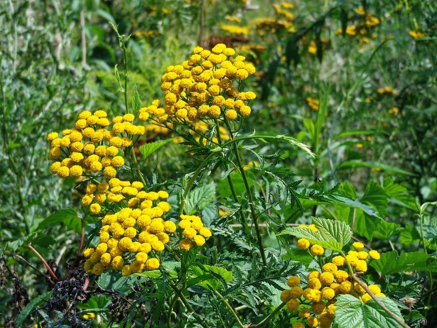 pianta fiori gialli