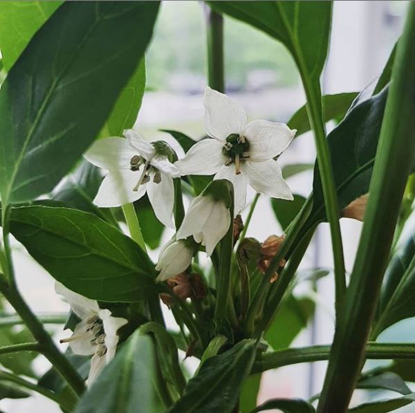 fioritura peperoncino