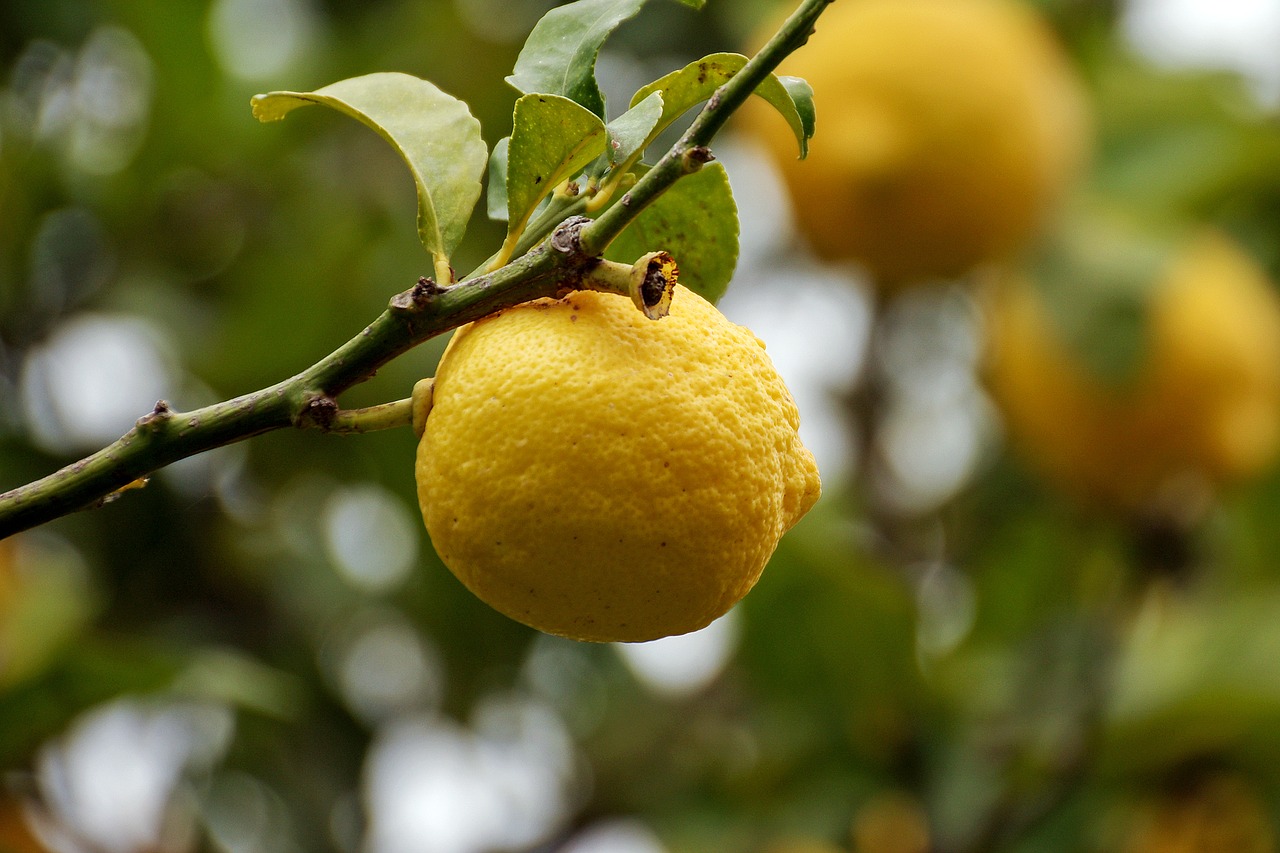 rinvaso del limone 