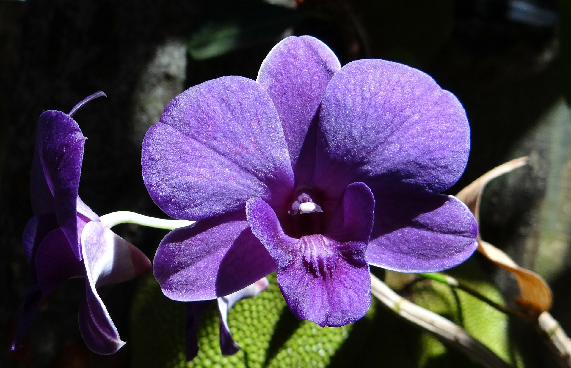 Fertilizzante naturale per orchidee