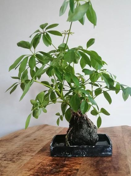 Heptaplerum arboriculum bonsai