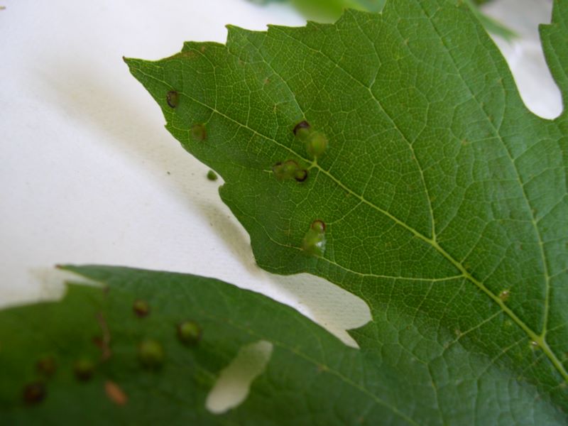 cecidomia della vite