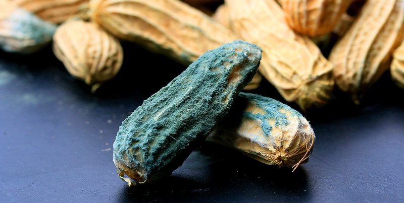 micotossine frutta secca