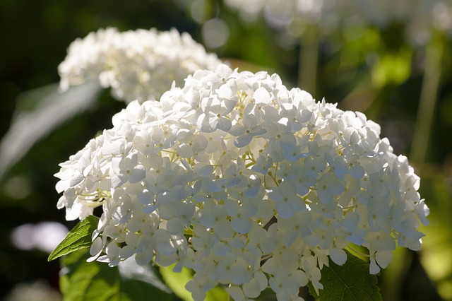 ortensie bianche fiorite