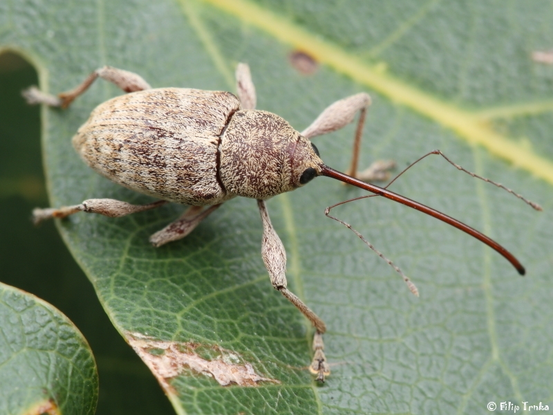 Balanino del castagno