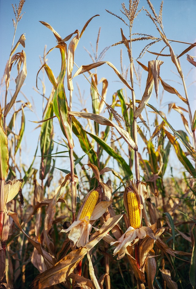 piantagione di mais