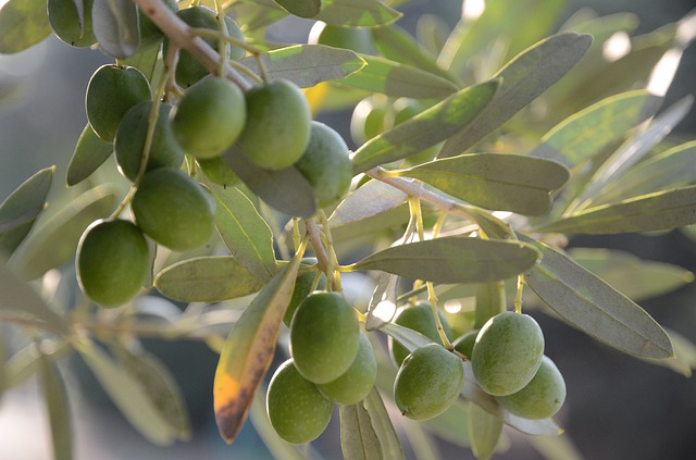 talea olivo
