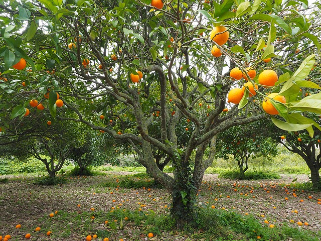 agrumi - albero da frutto
