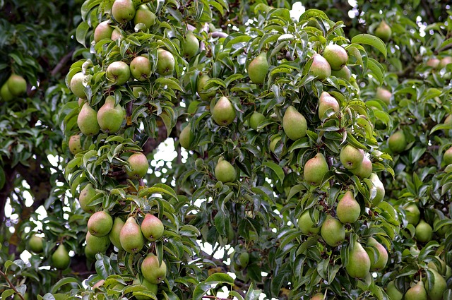 pero - albero da frutto