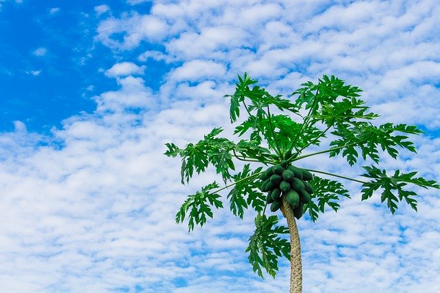 albero di papaya