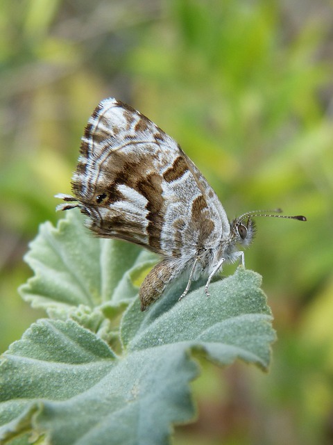 farfalla del geranio
