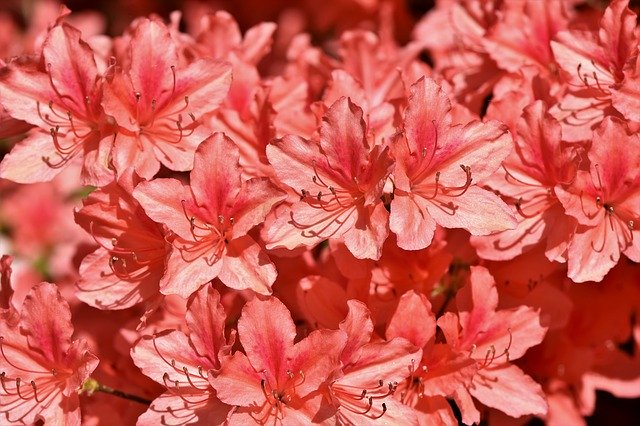 rododendro rosso