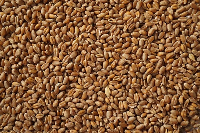 semi di cereali