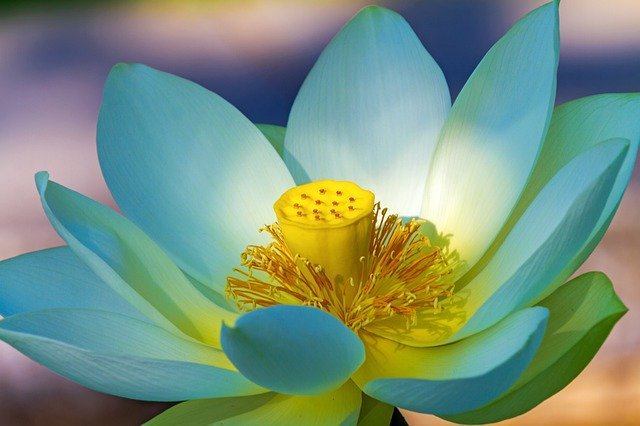 loto - pianta acquatica