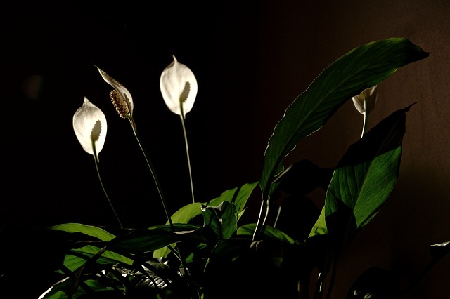 piante che crescono al buio