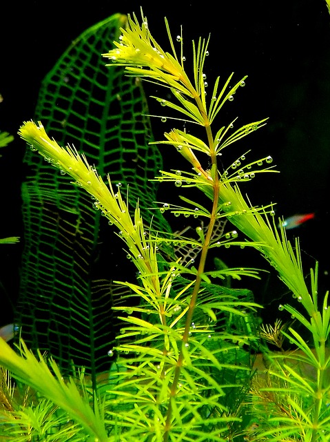 piante acquario in vitro