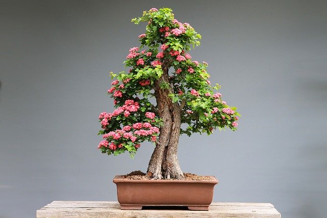 bonsai - tecnica di coltivazione