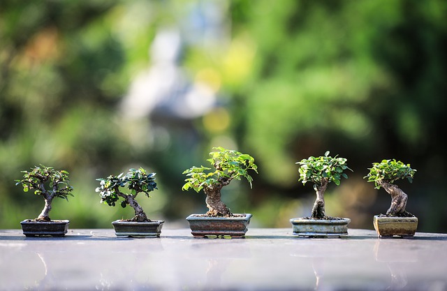 come fare un bonsai di ulivo