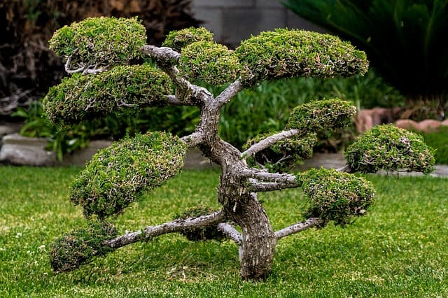 tipi di bonsai