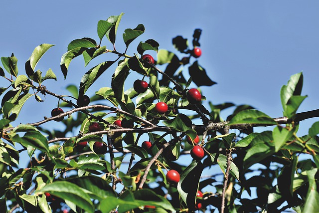trattamento biologico alberi da frutto