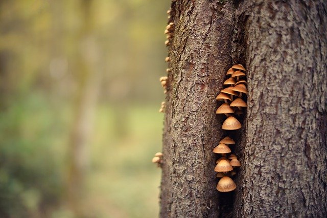 funghi nel tronco