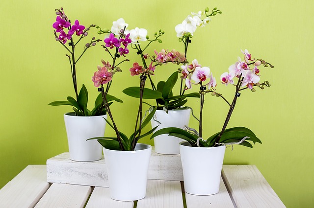 orchidee in vaso