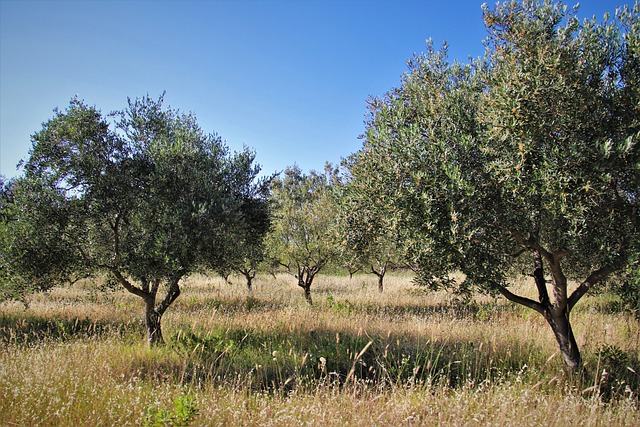 albero di ulivo