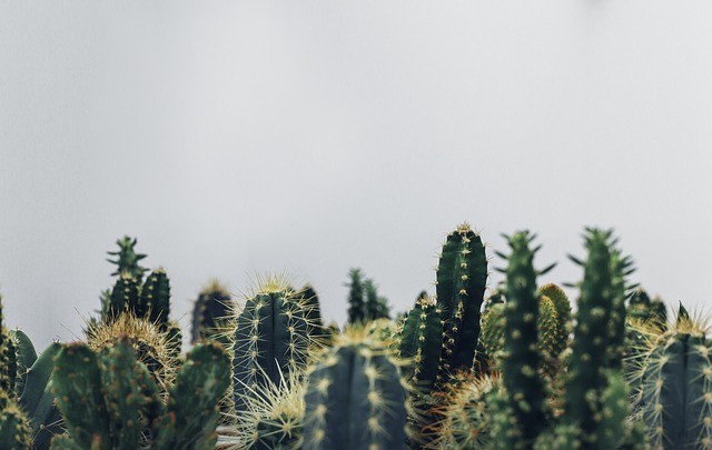tipi di cactus