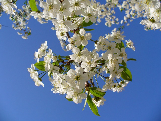 alberi in fiore