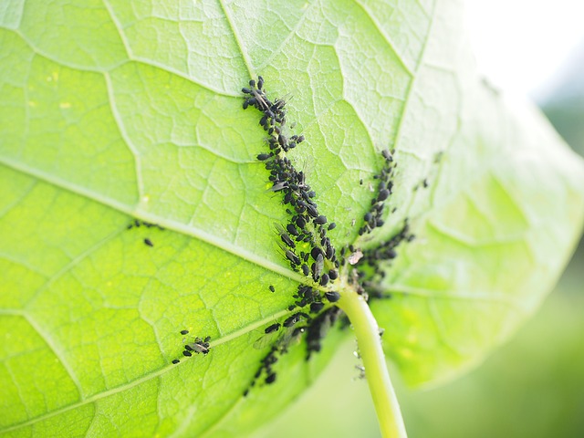 Come combattere gli insetti che mangiano le foglie e gli afidi