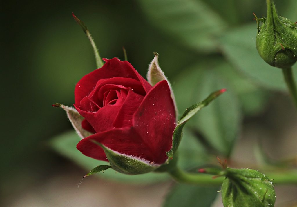 fungicida per rose