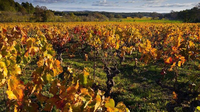 vitigni in regione italiana