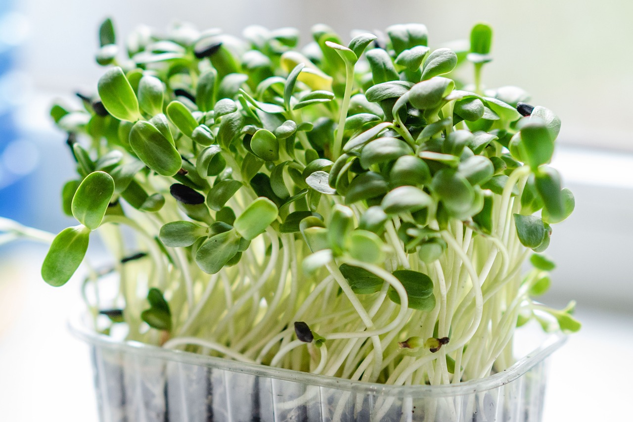 come guadaganre con i microgreens