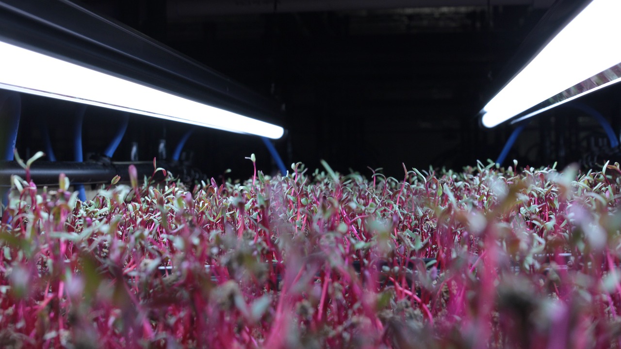 microgreens poco spazio