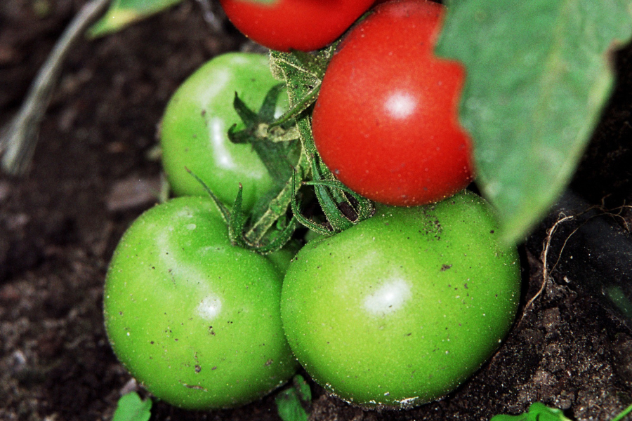 concimazione pomodori