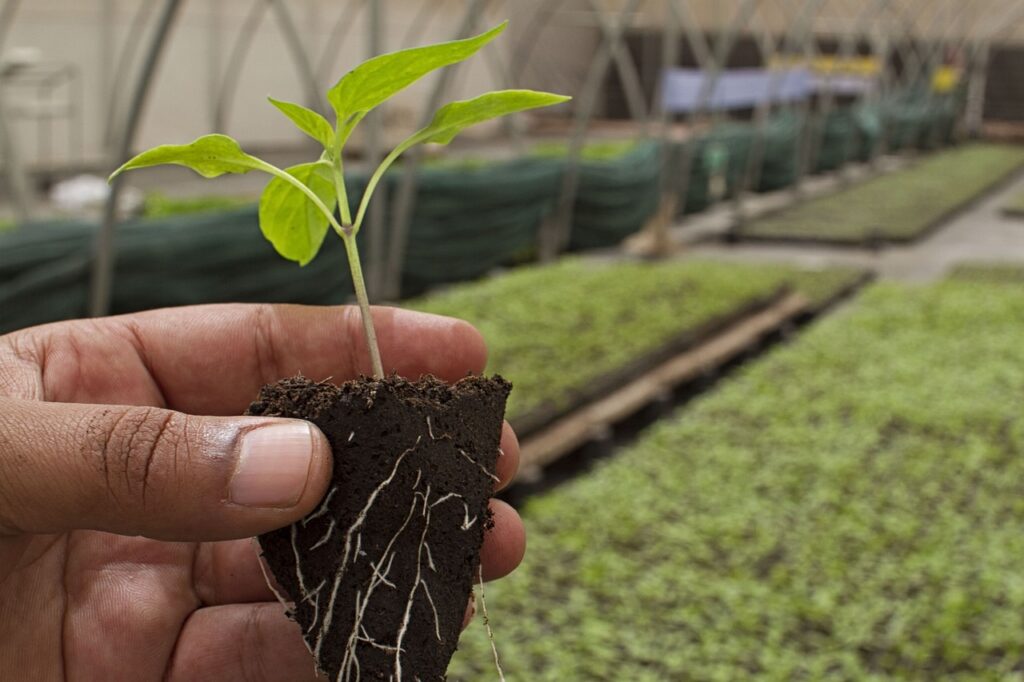 microgreens