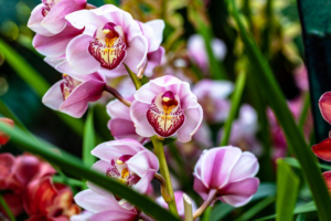 concimazione orchidee