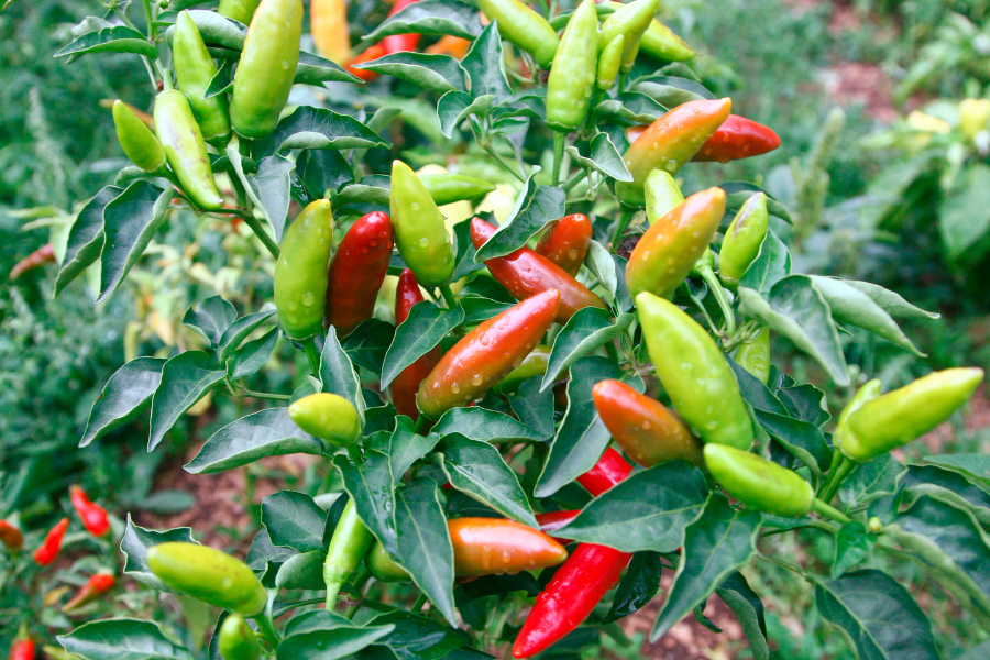 concimazione peperoncini