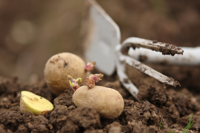 semina patate